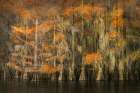 Autumn colors on Caddo Lake, Texas. Worlds largest bald cypress forest. Art Print